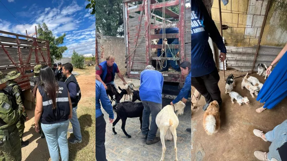SEMADS realiza ação conjunta e apreende mais de 70 caprinos criados irregularmente em zona urbana de Patos