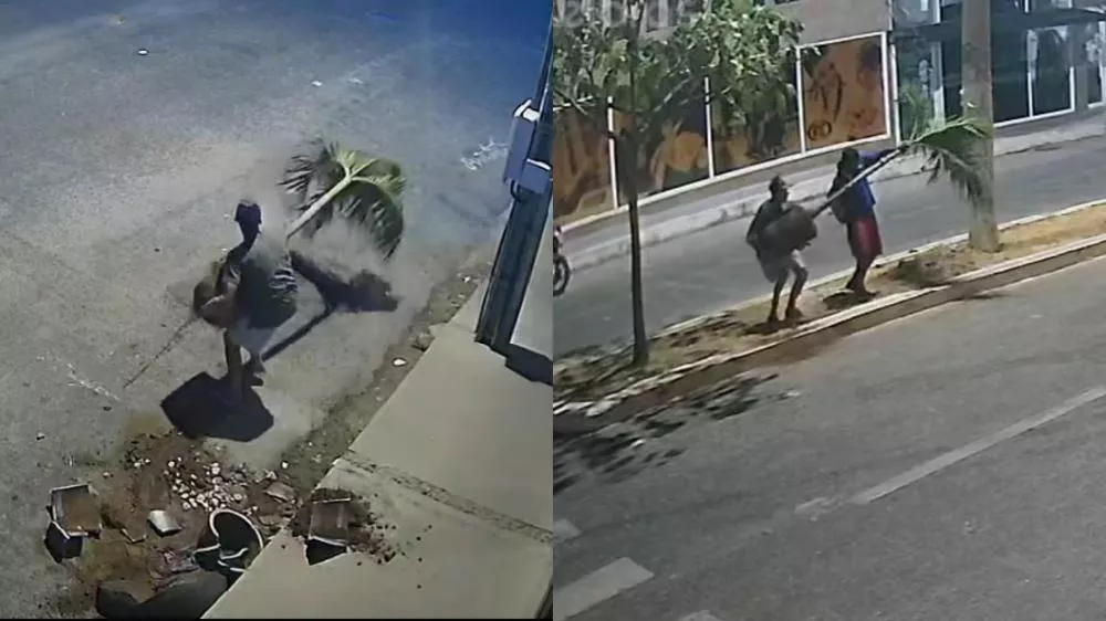 VÍDEO: Criminosos furtam planta em frente a loja no Centro de Patos durante a madrugada