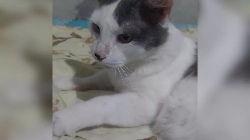 Morador de Patos procura por gato desaparecido no bairro Belo Horizonte e oferece recompensa