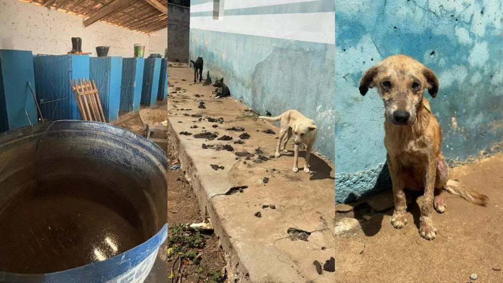 CRMV-PB encontra irregularidades em canil municipal de Água Branca e emite auto de infração após inspeção solicitada pelo Ministério Público