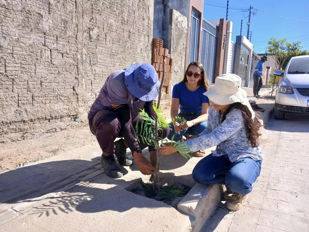 Prefeitura de Patos intensifica arborização urbana em ruas que receberam calçamento