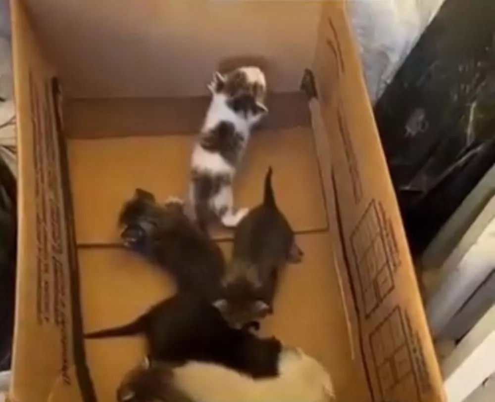 Voluntários pedem ajuda para salvar filhotes de gato órfãos em Patos