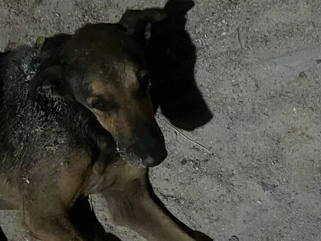 Internauta faz apelo por ajuda a cachorro ferido no bairro Monte Castelo, em Patos