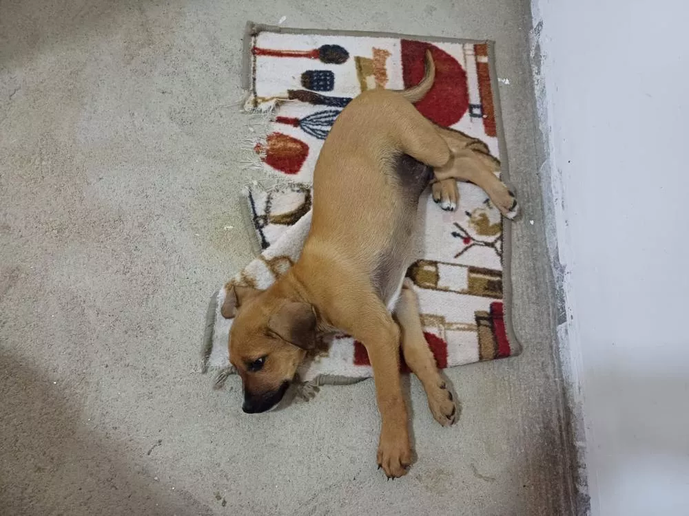 Moradores do Jardim Magnólia fazem apelo por ajuda a filhote atropelado e abandonado em Patos