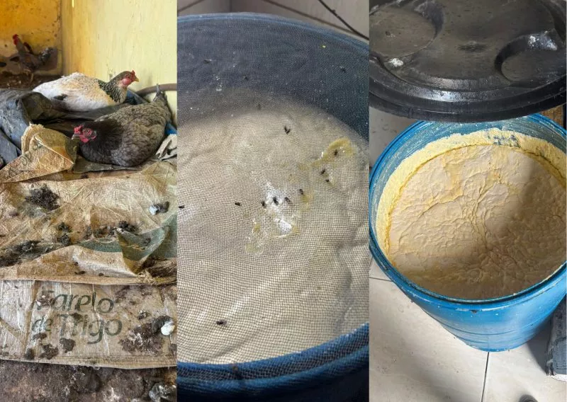 Operação interdita queijeira clandestina na Paraíba por risco à saúde pública