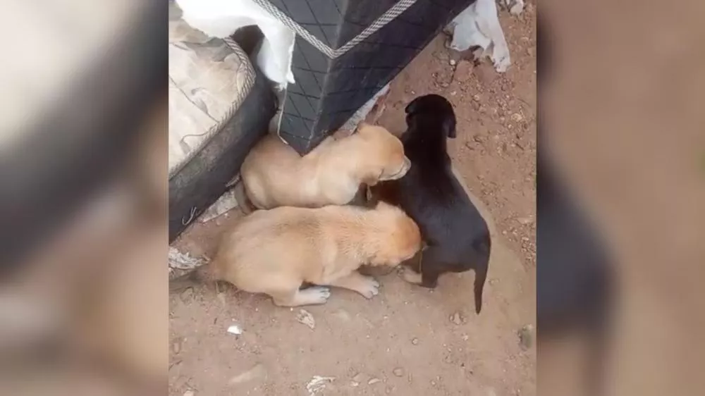 Moradores fazem apelo por resgate urgente de filhotes ameaçados por obra em terreno no bairro Santa Clara, em Patos