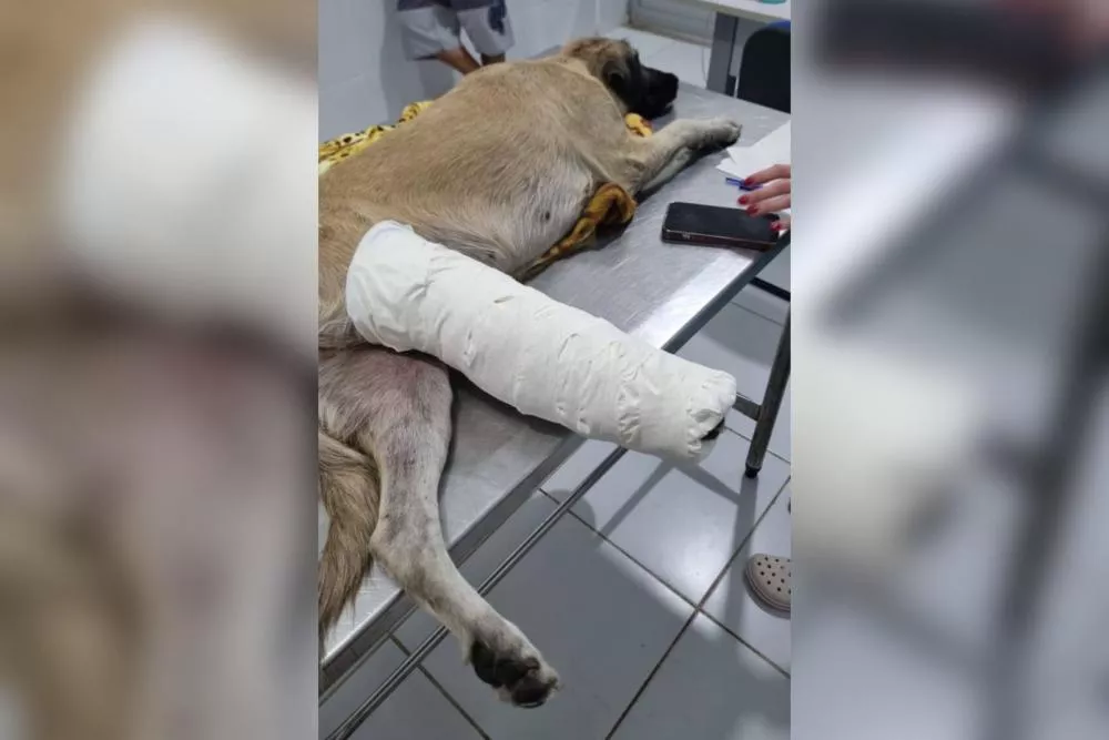 Cachorrinha atropelada no Mercado Público de Patos é resgatada por comerciante, que busca ajuda para cirurgia; campanha arrecada doações via Pix