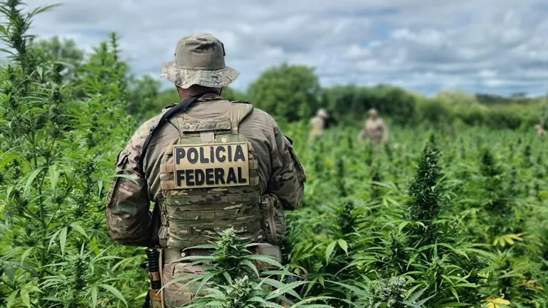 PF erradica 335 mil pés de maconha no Sertão de Pernambuco e Paraíba