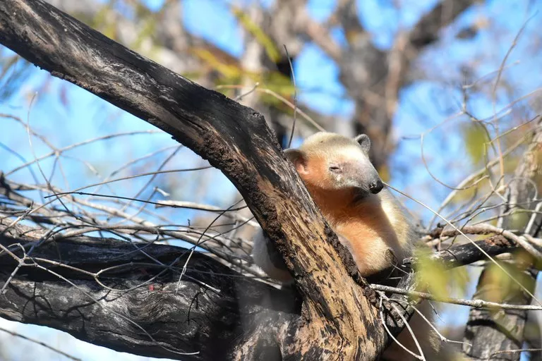 Ibama aplicou R$ 17,3 milhões em multas e apreendeu mais de mil animais silvestres na Paraíba no 1º semestre
