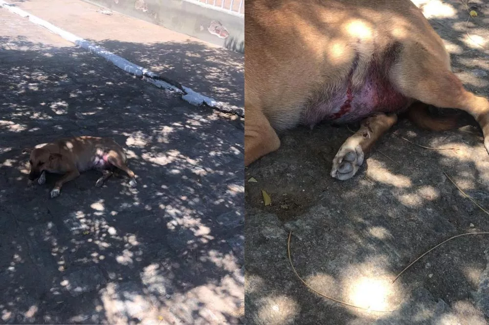 Cadela prenha é atropelada em Santa Gertrudes e mobiliza pedido de socorro da comunidade