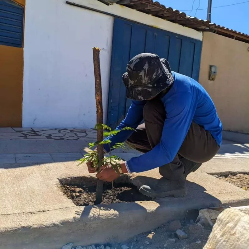 Prefeitura de Patos reforça campanha “Reverdecer Patos” e aplica lei que proíbe plantio do Nim indiano