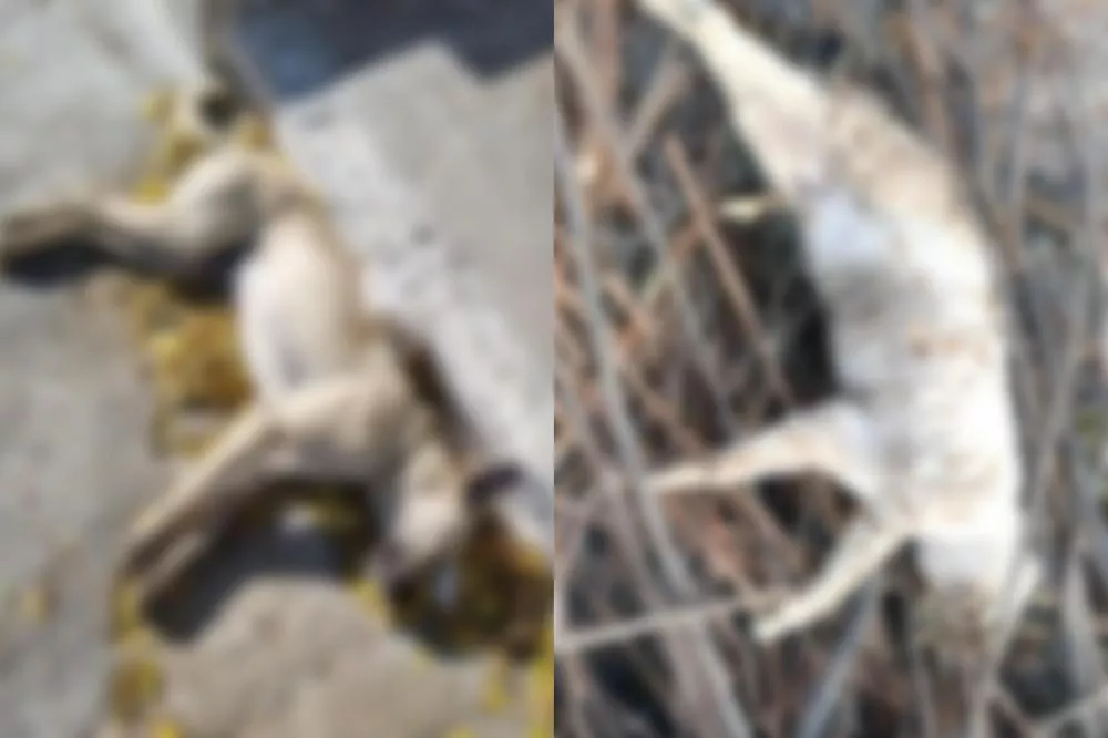 Santa Luzia registra série de envenenamentos de animais e moradores clamam por providências