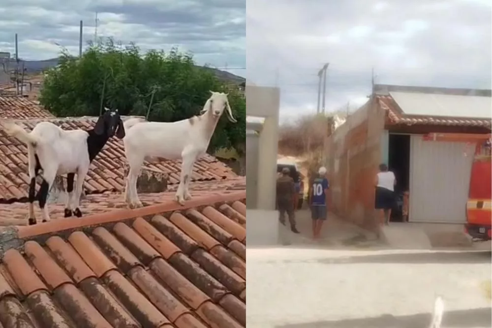 Bombeiros resgatam cabras que ficaram presas em telhado de residência em Patos; veja o vídeo