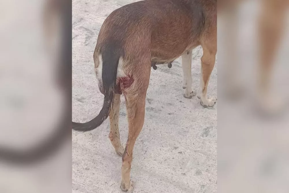 Moradores do Jatobá pedem ajuda para cadelinha doente que sofre com TVT em Patos