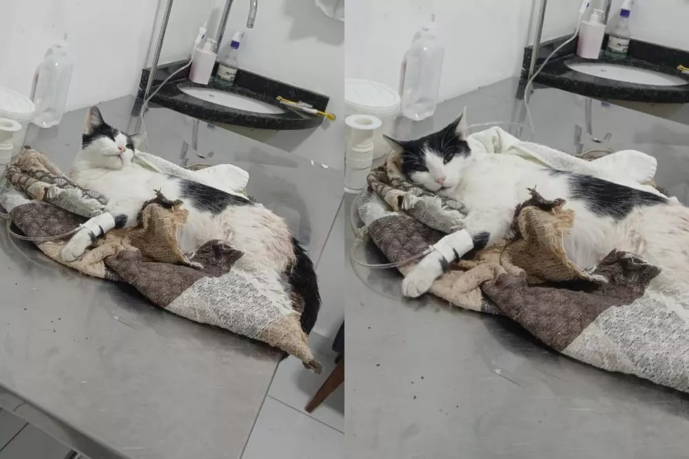 Cuidadores realizam campanha para gatinha vítima de ataque de cachorros no centro de Patos que precisa de cirurgia urgente