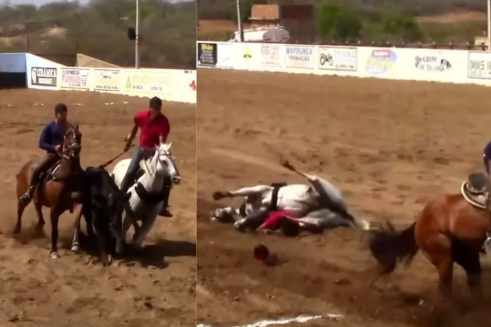 Cavalo morre após acidente durante vaquejada em Cajazeirinhas-PB; veja o vídeo