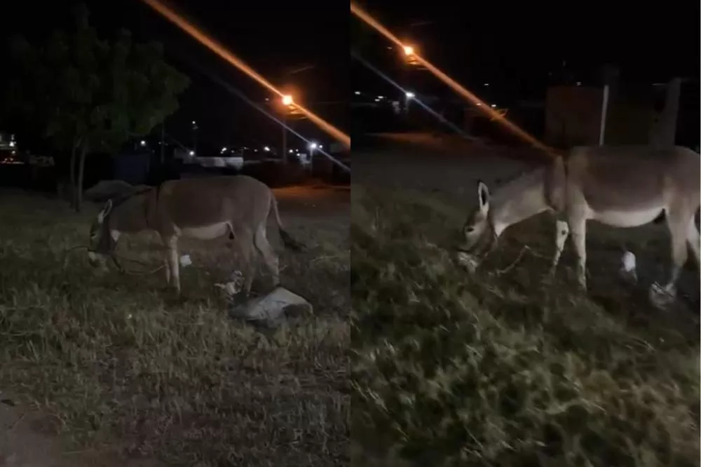 Internauta denuncia presença de animal solto em trecho da BR-361, no Conjunto Itatiunga, em Patos