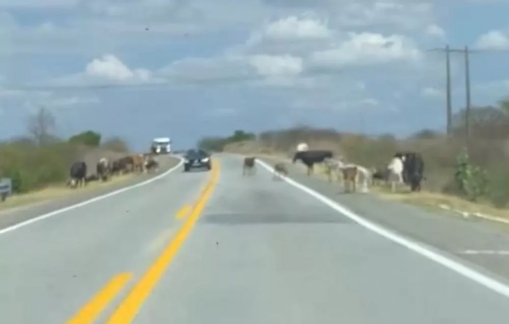 Motorista flagra gado solto às margens da BR-230 entre Condado e São Bentinho, na manhã deste sábado (13)