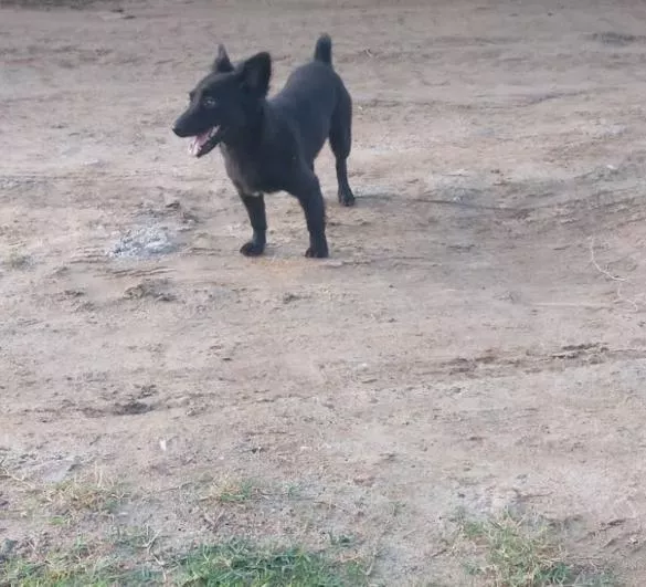 Moradora de Patos procura por cachorro desaparecido na região da UPA do Campo da Liga