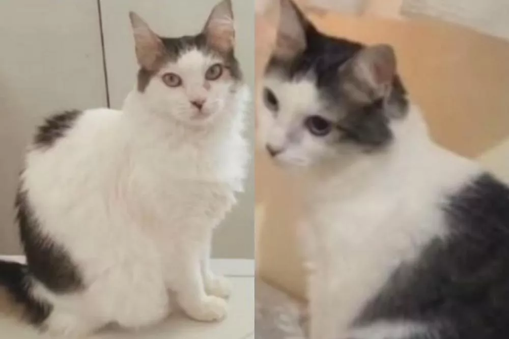 Gata de estimação desaparece próximo à UBS Maria Marques, no Jatobá, e dona oferece recompensa