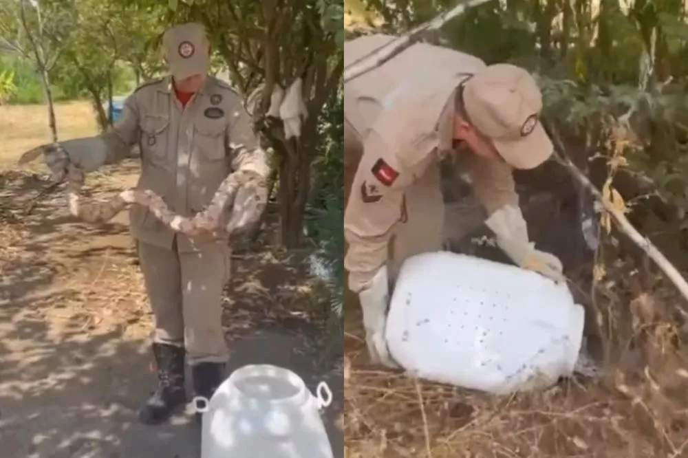 Bombeiros capturam jiboia de 3 metros no bairro Monte Castelo, em Patos