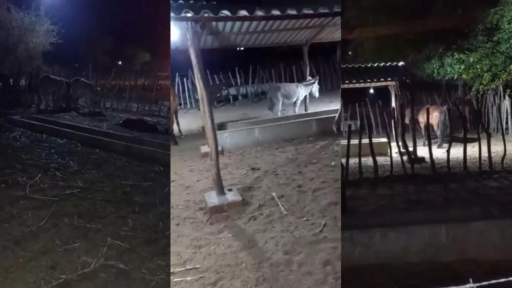 Internauta questiona quantidade de comida oferecida a animais apreendidos no curral do município; secretário de Agricultura se posiciona e esclarece