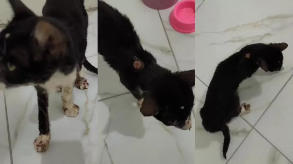 Gatinho abandonado é resgatado no bairro Monte Castelo e precisa de ajuda para tratamento