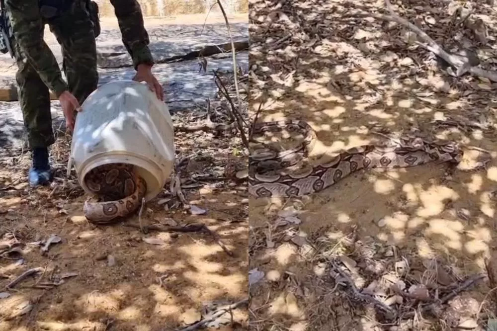 Polícia Ambiental captura jiboia em área residencial de Santa Luzia e devolve animal ao habitat natural