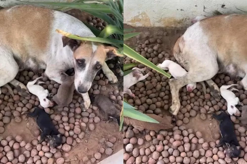 Cadela dá à luz dez filhotes na calçada da Unimed, em Patos, e protetores buscam ajuda para lar temporário urgente
