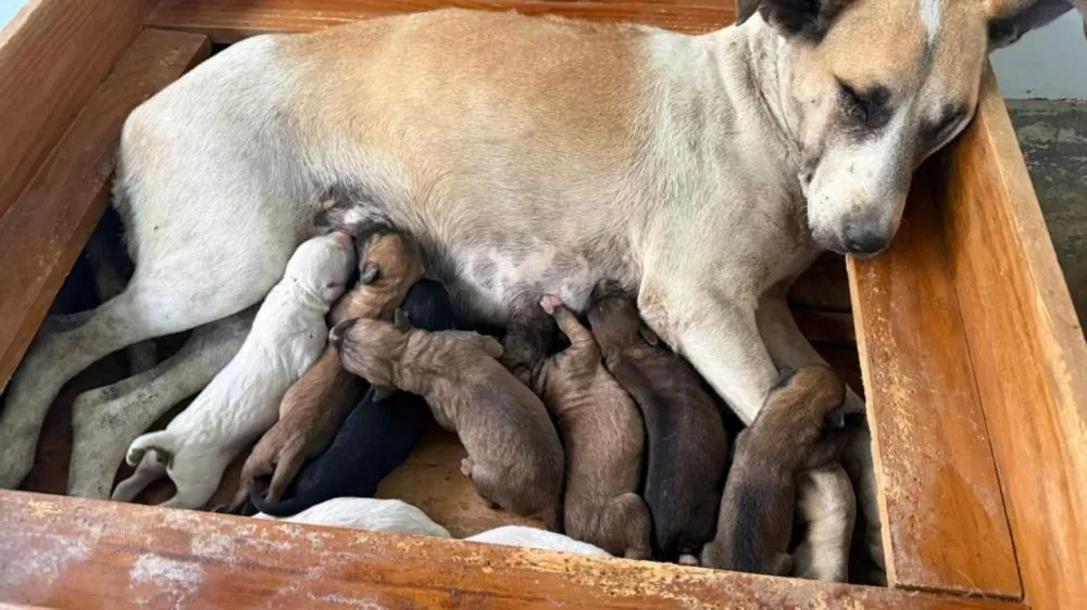 Após apelo de protetores, empresário Gabriel Hinode se comove e resgata cadela e filhotes que nasceram na calçada da Unimed, em Patos