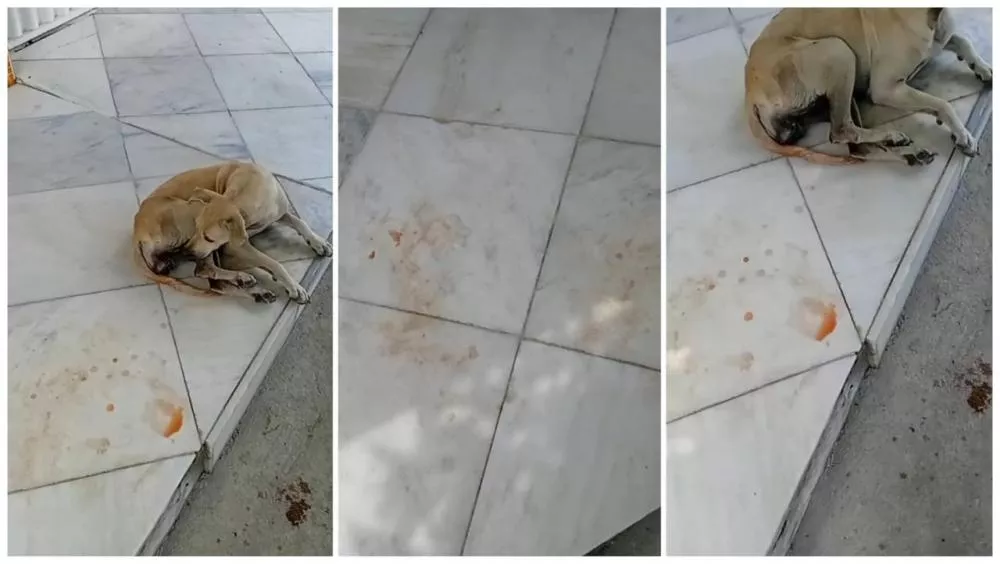 Cadelinha doente sofre há meses em rua de Patos e moradores pedem providências