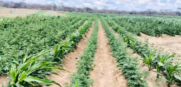 Foto: reprodução/PMPB