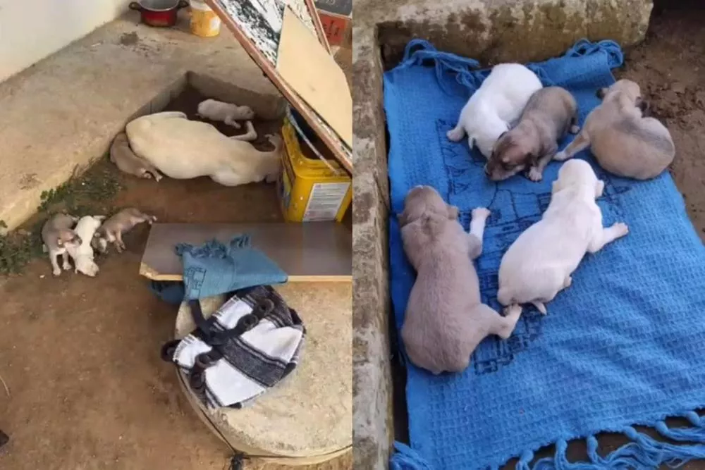 Cadelinha tem 13 filhotes, e oito são mortos no bairro São Judas Tadeu, em Patos