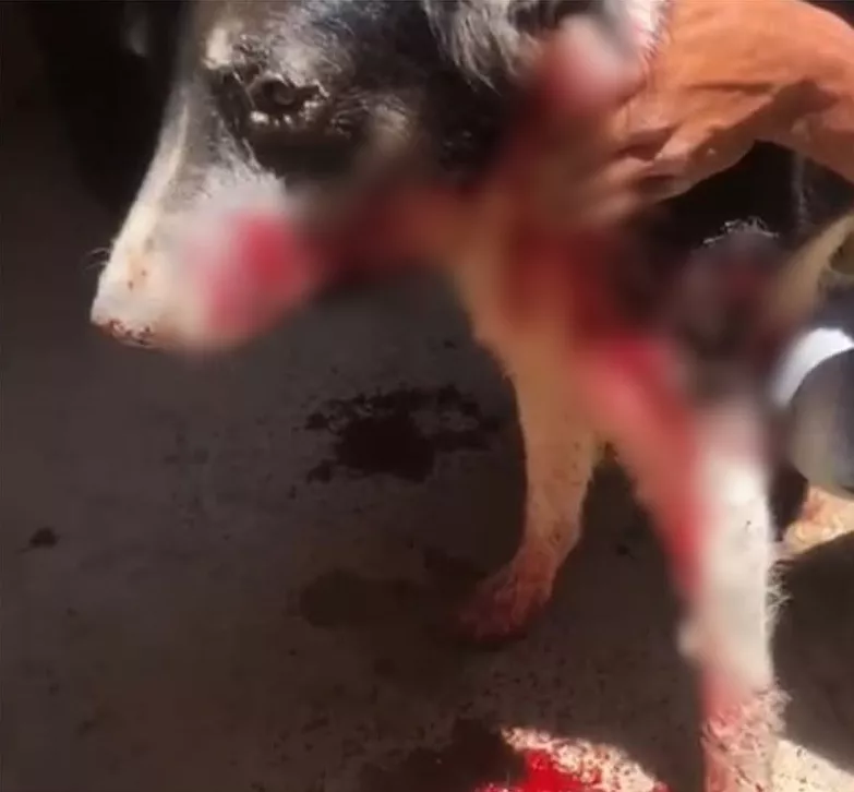 Homem é preso acusado de esfaquear cachorro do vizinho por causa de latido, no Sertão