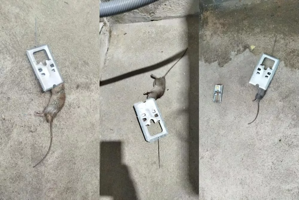 Moradores da Rua 5 de Agosto, em Patos, relatam preocupação com infestação de ratos no setor