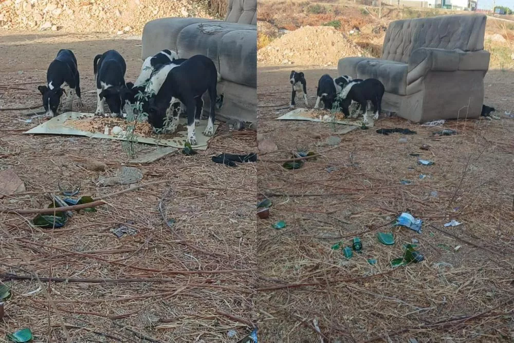Protetora faz apelo por adoção de filhotes abandonados no bairro Cruz da Menina, em Patos