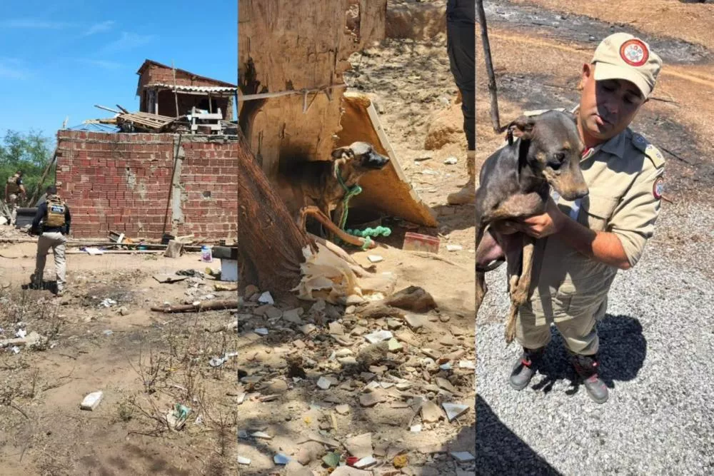 Operação Quatro Patas resgata sete cães vítimas de maus-tratos e prende um homem em Patos; confira o balanço