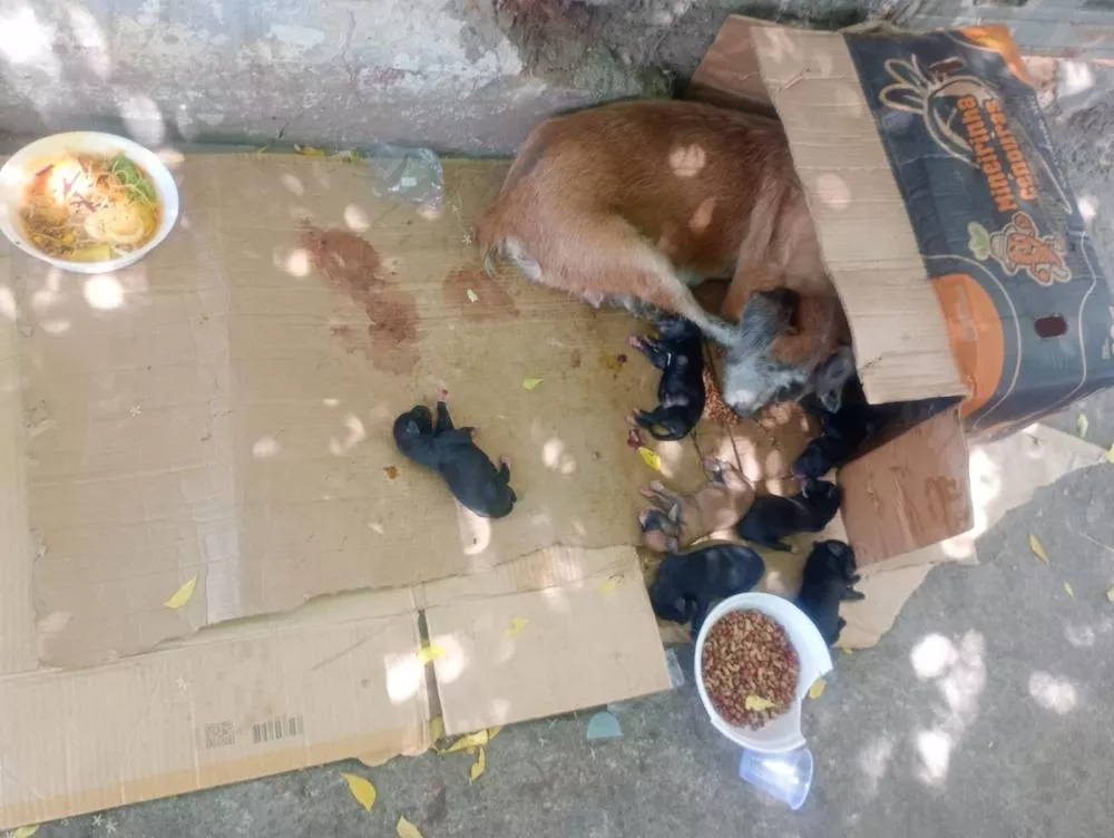 Protetora de animais pede ajuda para cadela de rua que deu à luz no Centro de Patos