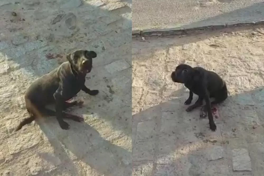Internauta pede ajuda para cachorra gravemente ferida após atropelamento em Santa Gertrudes