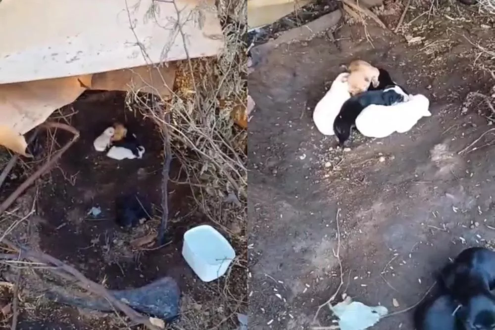 Cachorrinha dá à luz e protetora faz apelo por ração e ajuda para resgatar animais em situação de abandono na Ponte do Hiper Queiroz, em Patos