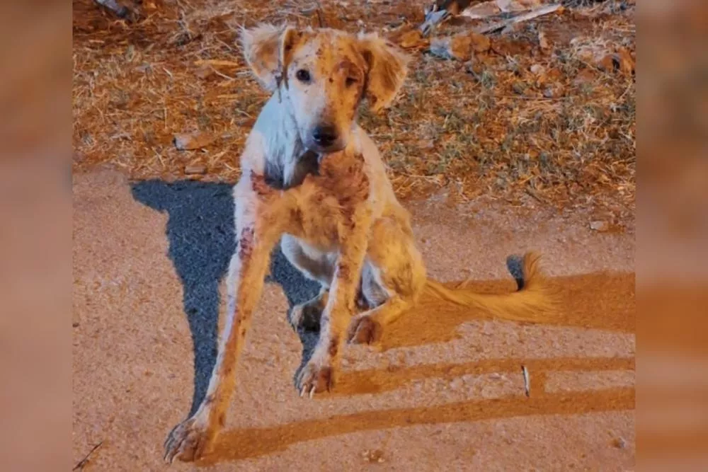 Moradora faz apelo por cachorrinha doente e pede ajuda das autoridades no bairro Salgadinho, em Patos