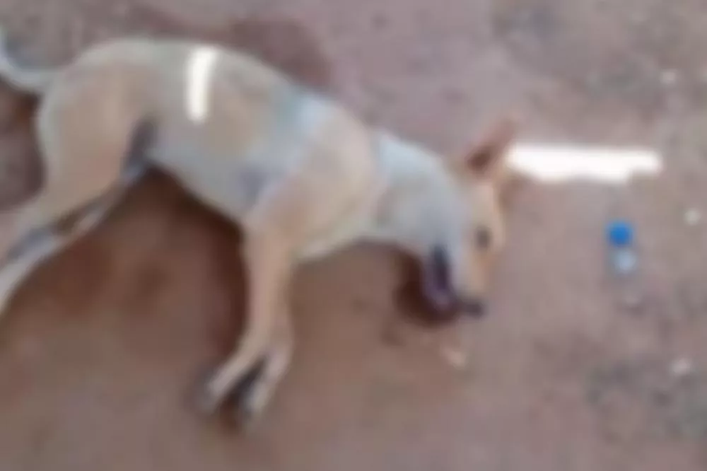 Novo caso de envenenamento de animal revolta moradores em Cacimbas
