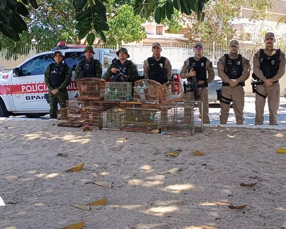 Polícia Militar captura foragido por homicídio e apreende drogas e aves silvestres mantidas em cativeiro, em Desterro