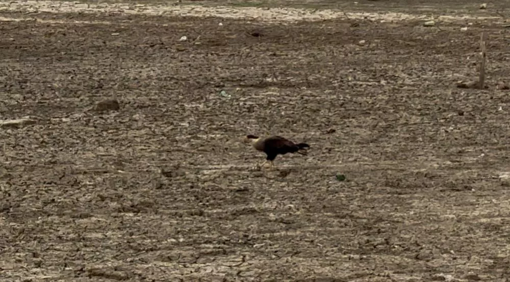 Seca no Sertão (Foto: Patos Online)