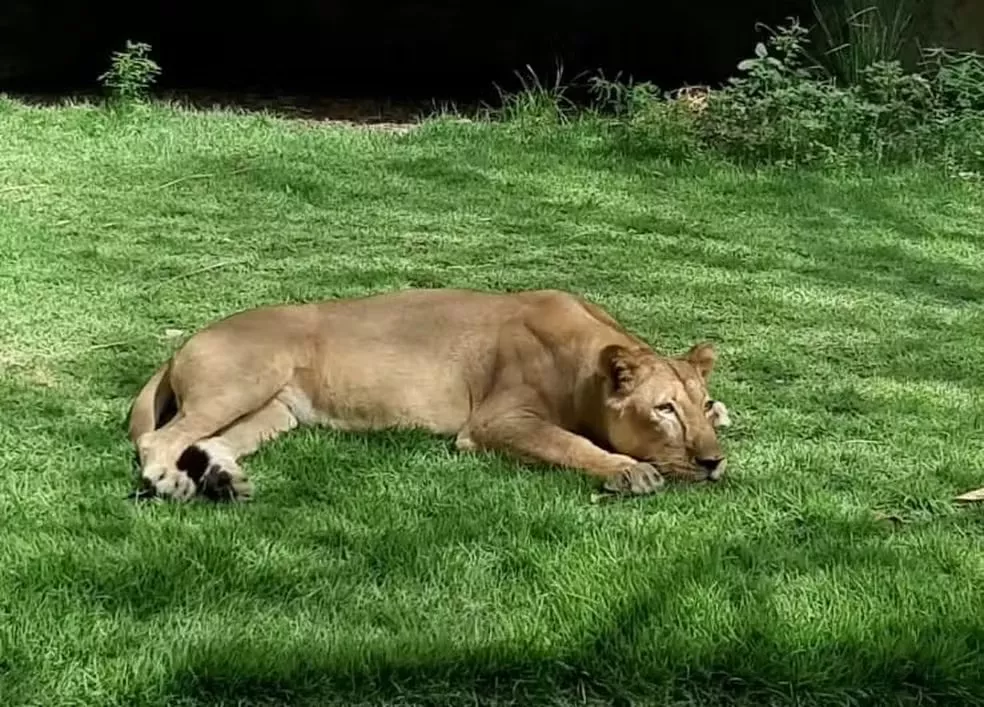 Direção do Parque da Bica afirma que leoa não será sacrificada; animal tem 19 anos e nasceu em zoológico