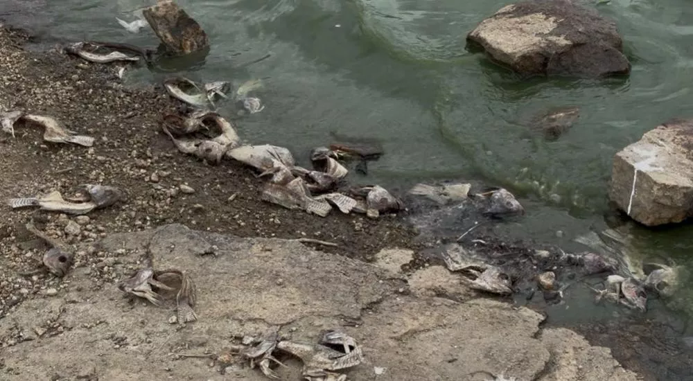 Foto: Patosonline.com