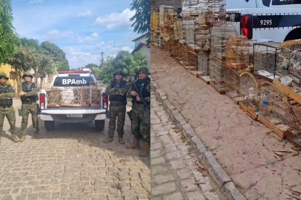 Polícia Ambiental realiza grande apreensão de aves silvestres e desmantela cativeiro em Catolé do Rocha