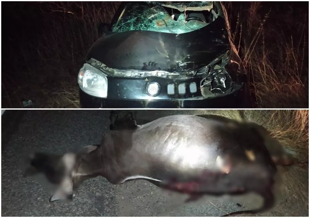 Quatro ficam feridos após colisões com bovino na BR-361, em Patos; PRF faz alerta sobre animais soltos Subtítulo