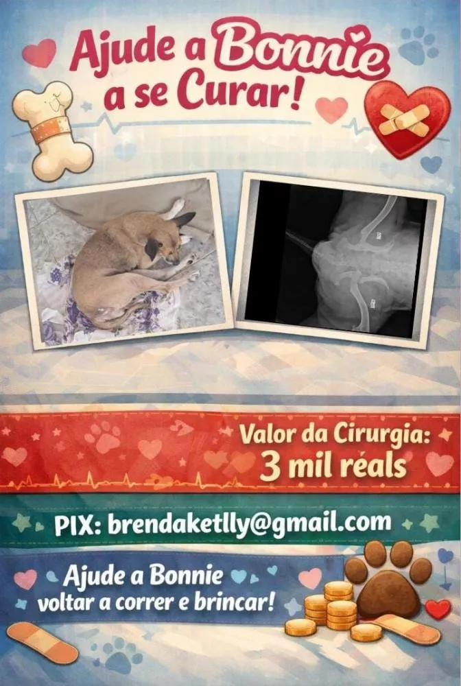 Jovem pede ajuda para realizar cirurgia em cadela atropelada em Patos; saiba como ajudar