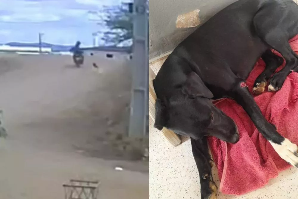 Câmera de segurança flagra motociclista atirando em cachorro no bairro Novo Horizonte, em Patos